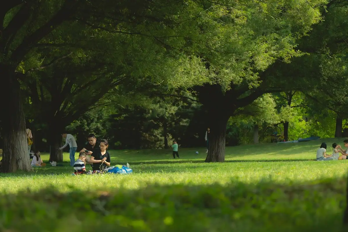 Oameni la picnic pe iarbă, în depărtare, într-un parc mare cu copaci înalți